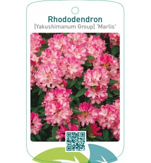 Rhododendron [Yakushimanum Group] ‘Marlis’