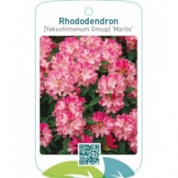 Rhododendron [Yakushimanum Group] ‘Marlis’