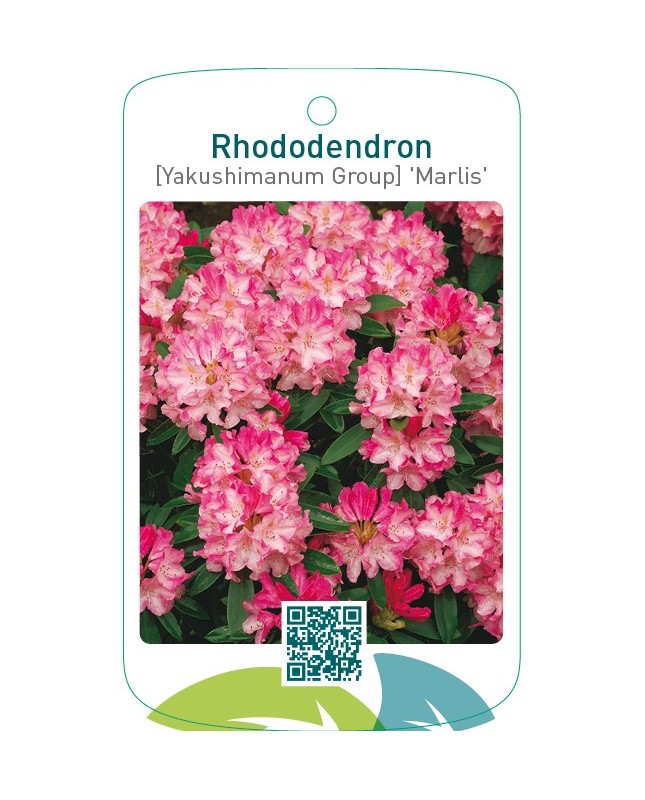 Rhododendron [Yakushimanum Group] ‘Marlis’