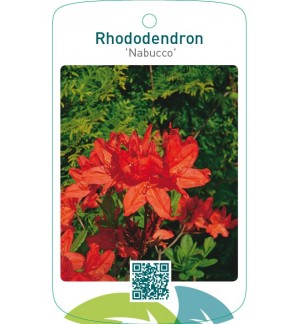 Rhododendron ‘Nabucco’