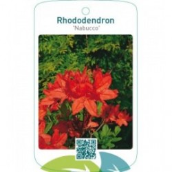 Rhododendron ‘Nabucco’