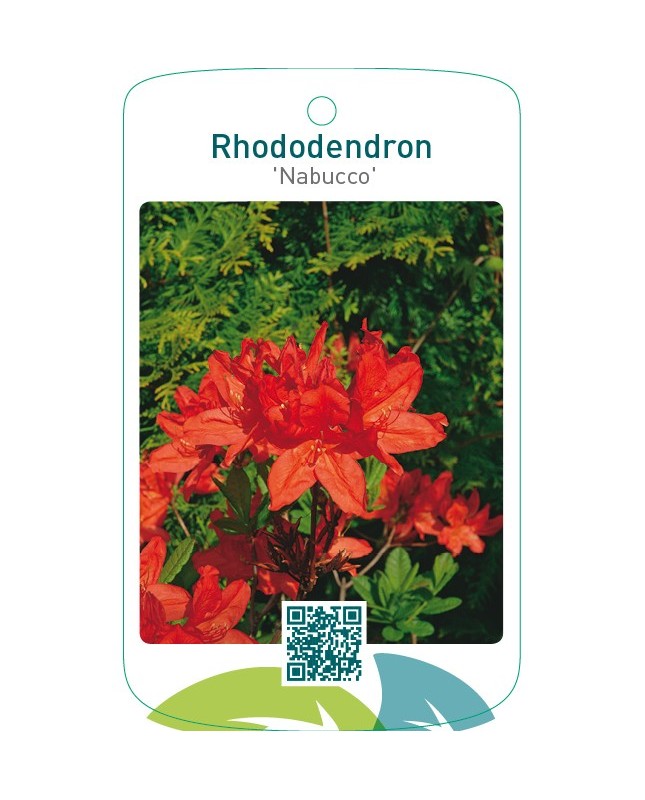 Rhododendron ‘Nabucco’