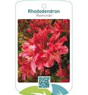 Rhododendron ‘Raimunde’