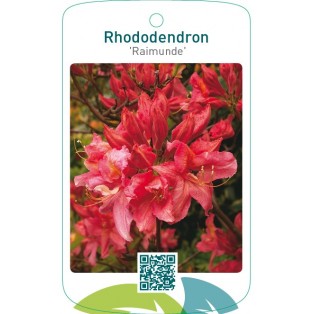 Rhododendron ‘Raimunde’