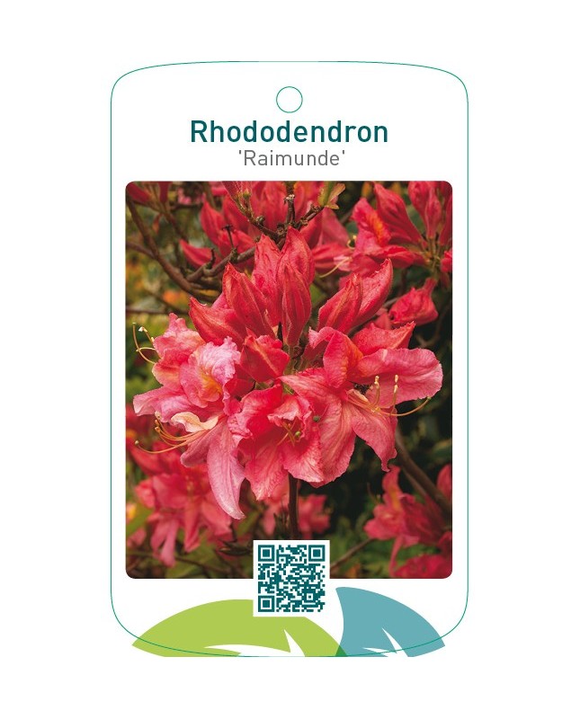 Rhododendron ‘Raimunde’