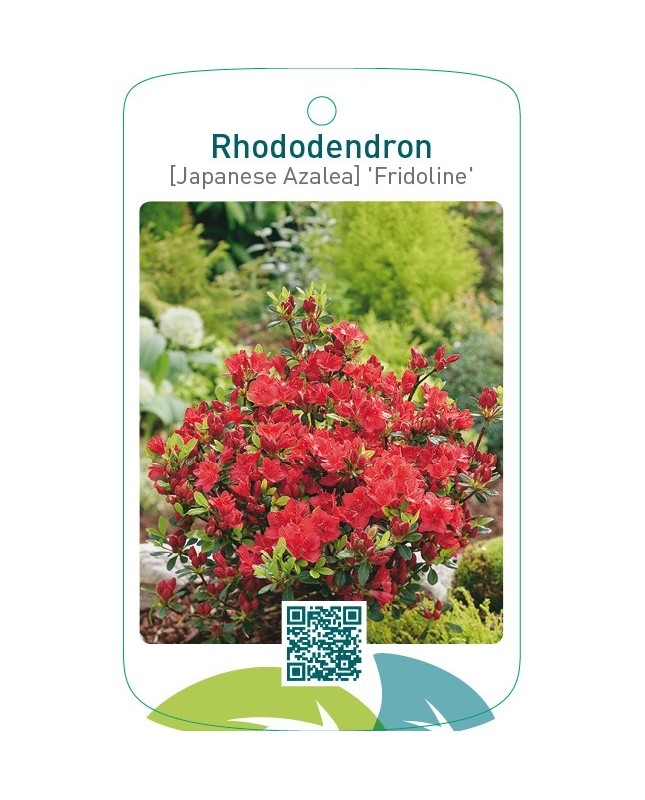Rhododendron [Japanese Azalea] ‘Fridoline’