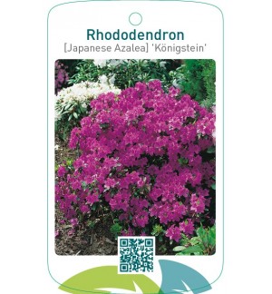 Rhododendron [Japanese Azalea] ‘Königstein’