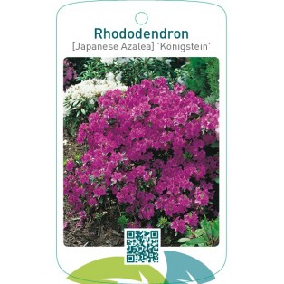 Rhododendron [Japanese Azalea] ‘Königstein’