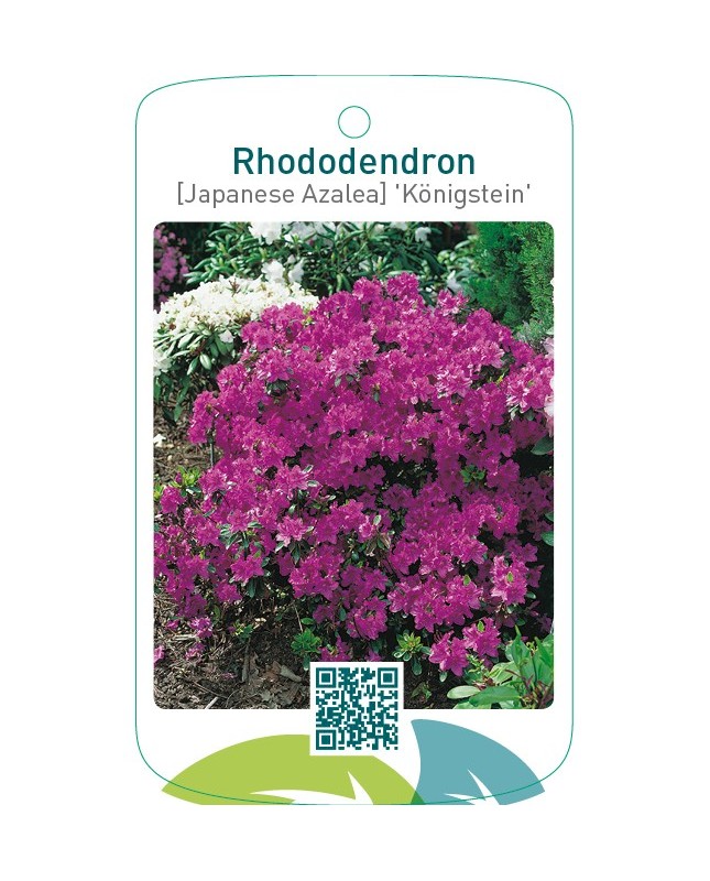 Rhododendron [Japanese Azalea] ‘Königstein’