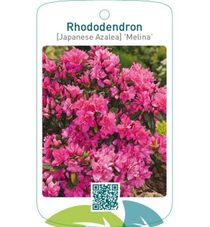 Rhododendron [Japanese Azalea] ‘Melina’