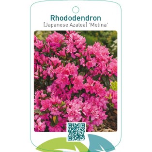 Rhododendron [Japanese Azalea] ‘Melina’