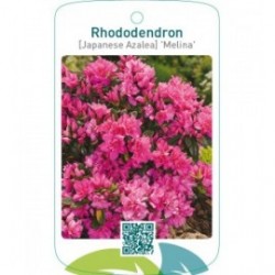 Rhododendron [Japanese Azalea] ‘Melina’