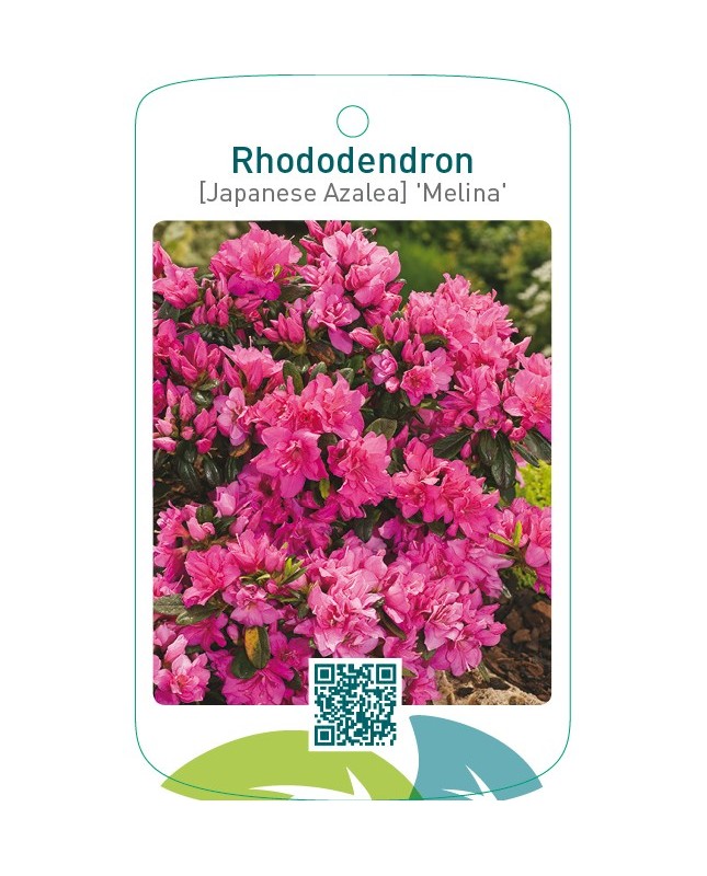Rhododendron [Japanese Azalea] ‘Melina’
