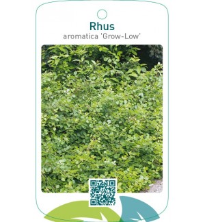 Rhus aromatica ‘Grow-Low’