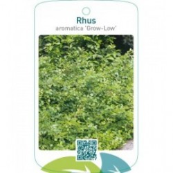 Rhus aromatica ‘Grow-Low’
