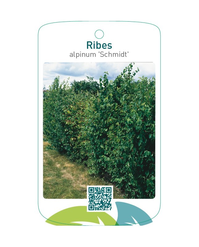 Ribes alpinum ‘Schmidt’
