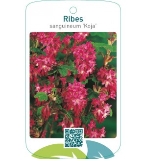 Ribes sanguineum ‘Koja’