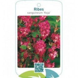 Ribes sanguineum ‘Koja’