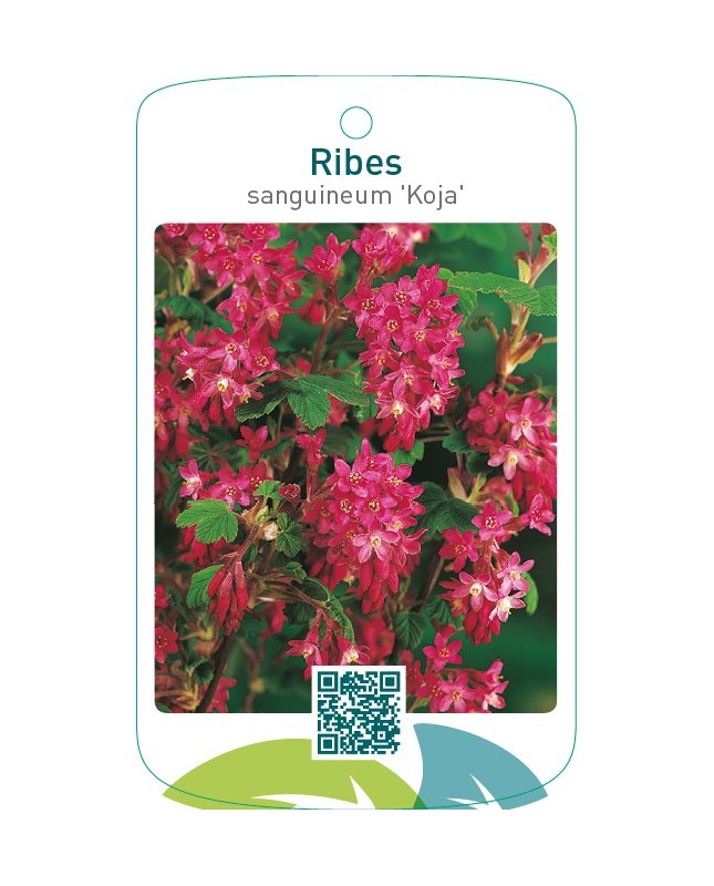 Ribes sanguineum ‘Koja’
