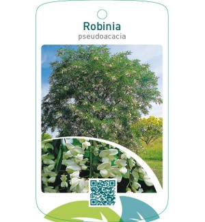 Robinia pseudoacacia