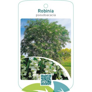 Robinia pseudoacacia