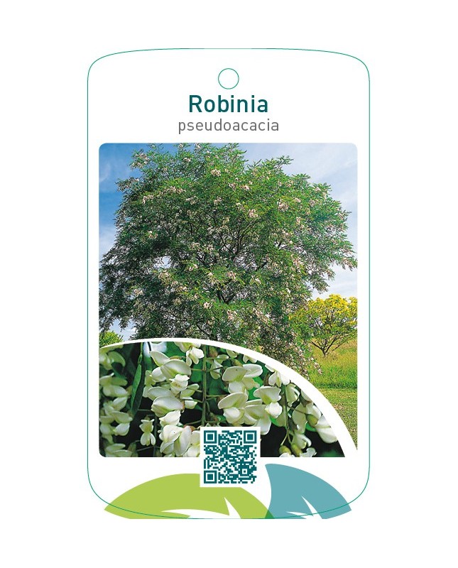 Robinia pseudoacacia