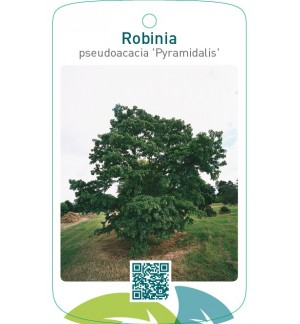 Robinia pseudoacacia ‘Pyramidalis’