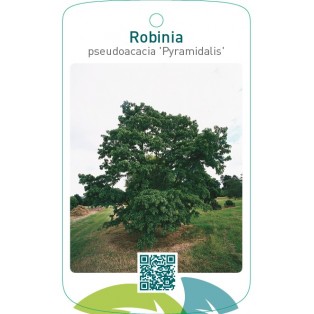 Robinia pseudoacacia ‘Pyramidalis’