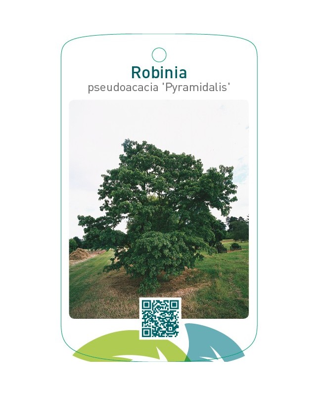 Robinia pseudoacacia ‘Pyramidalis’