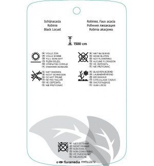 Etichette di Robinia pseudoacacia ‘Pyramidalis’ *