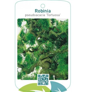Robinia pseudoacacia ‘Tortuosa’
