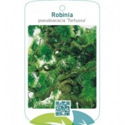 Robinia pseudoacacia ‘Tortuosa’