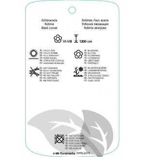Etichette di Robinia pseudoacacia ‘Tortuosa’ *