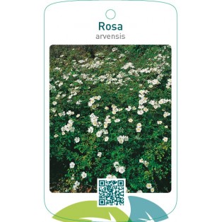 Rosa arvensis