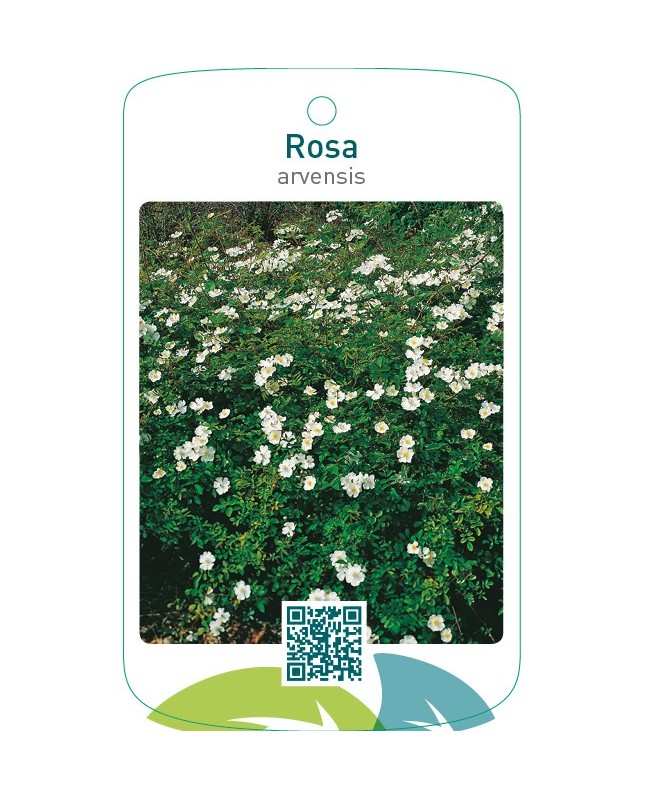 Rosa arvensis