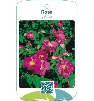 Rosa gallica