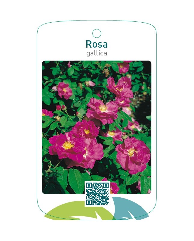 Rosa gallica