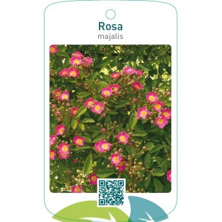 Rosa majalis