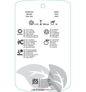 Etichette di Rosa majalis *