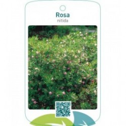 Rosa nitida