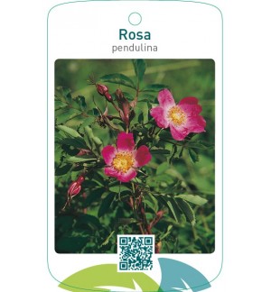 Rosa pendulina