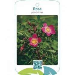 Rosa pendulina