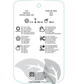 Etichette di Rosa pendulina *