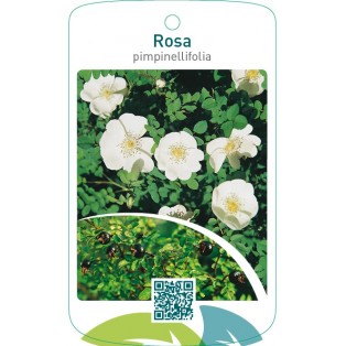 Rosa pimpinellifolia