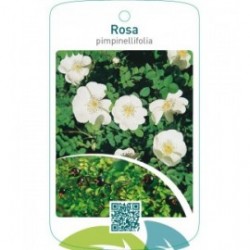 Rosa pimpinellifolia