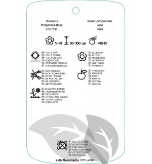 Etichette di Rosa pimpinellifolia *