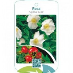 Rosa rugosa ‘Alba’