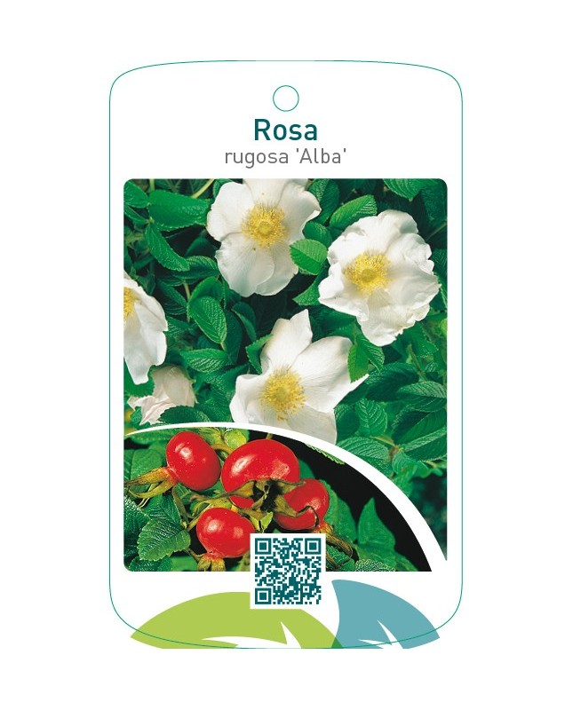 Rosa rugosa ‘Alba’