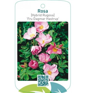 Rosa [Hybrid Rugosa] ‘Fru Dagmar Hastrup’