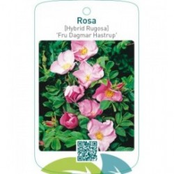 Rosa [Hybrid Rugosa] ‘Fru Dagmar Hastrup’
